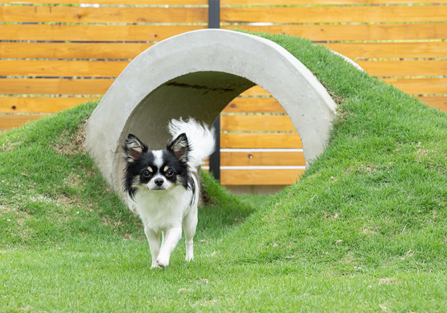 1co ITOSHIMA 愛犬と過ごす休日イメージ