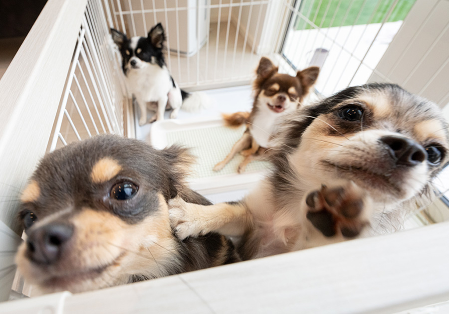 1co ITOSHIMA 愛犬と過ごす休日イメージ