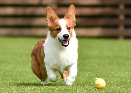 中型犬イメージ