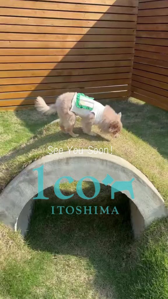 こつぶちゃん