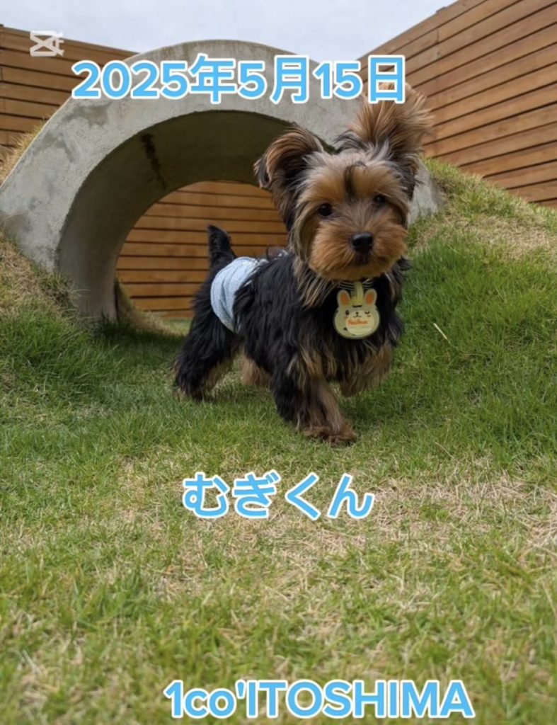 むぎくん