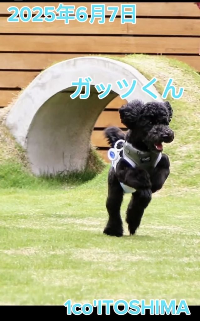 ガッツくん