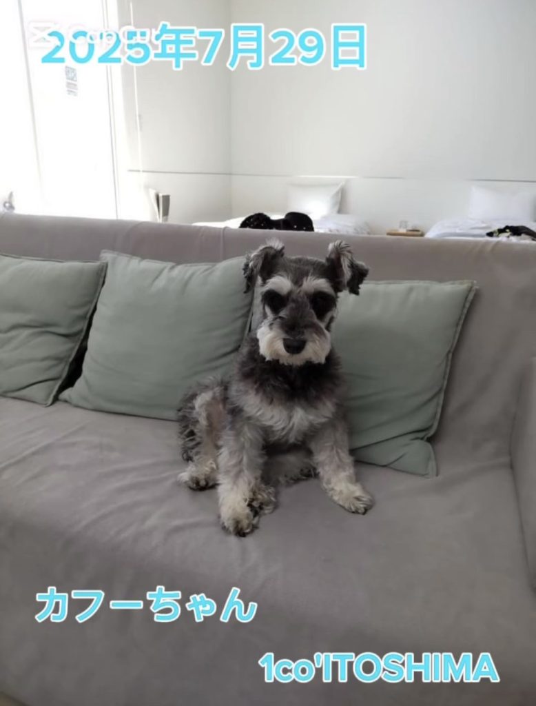 カフーちゃん