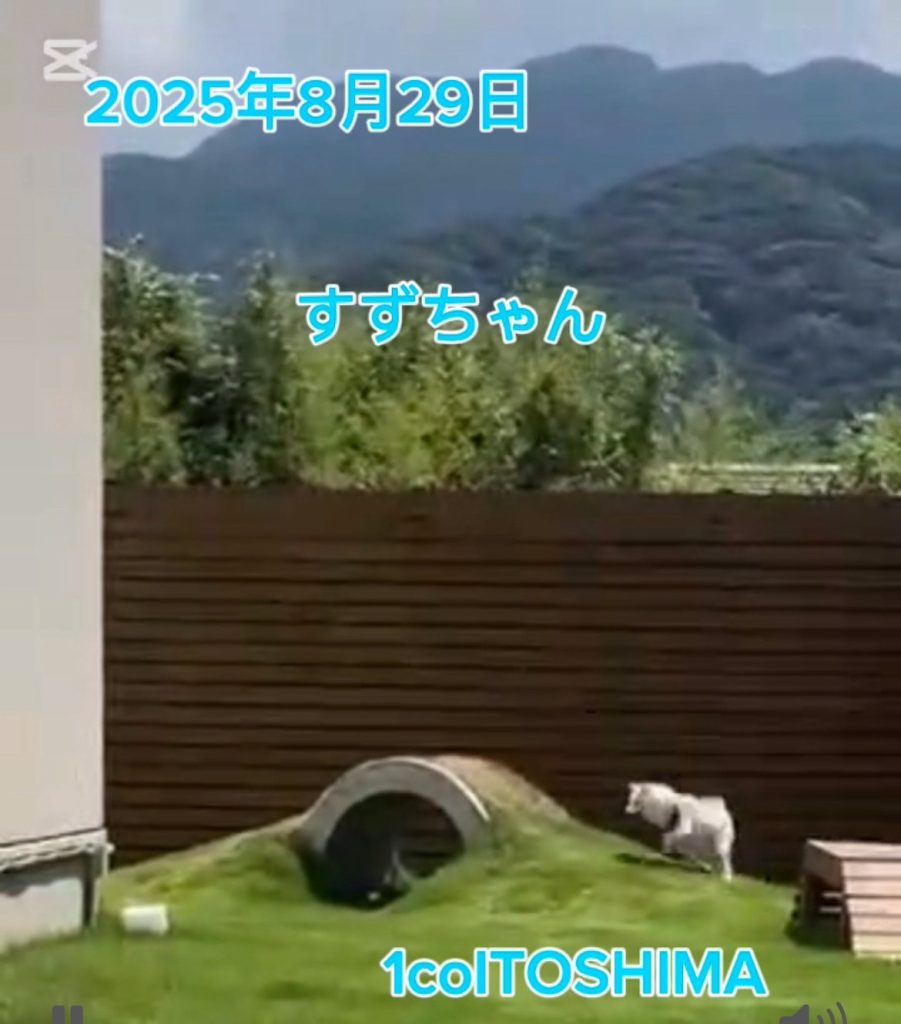 すずちゃん