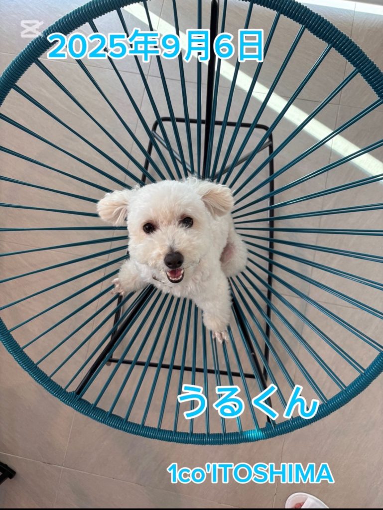 うるくん