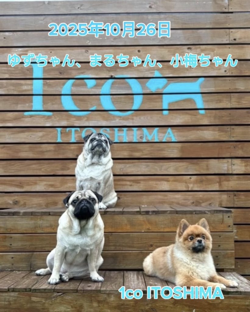 ゆずちゃん・まるちゃん・小梅ちゃん